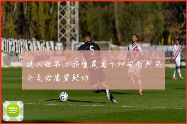 进入世界上颜值最高十种猫行列完全是毋庸置疑的